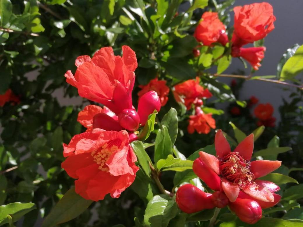 Monte Rosa Guesthouse Rawsonville Εξωτερικό φωτογραφία